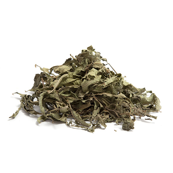 לואיזה יבשה