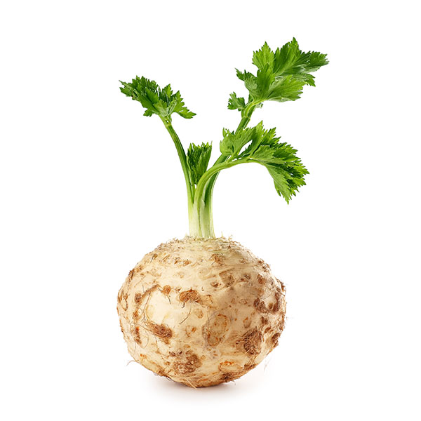 שורש סלרי
