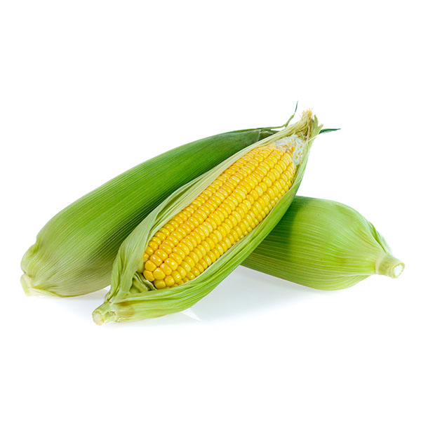 תירס סיון